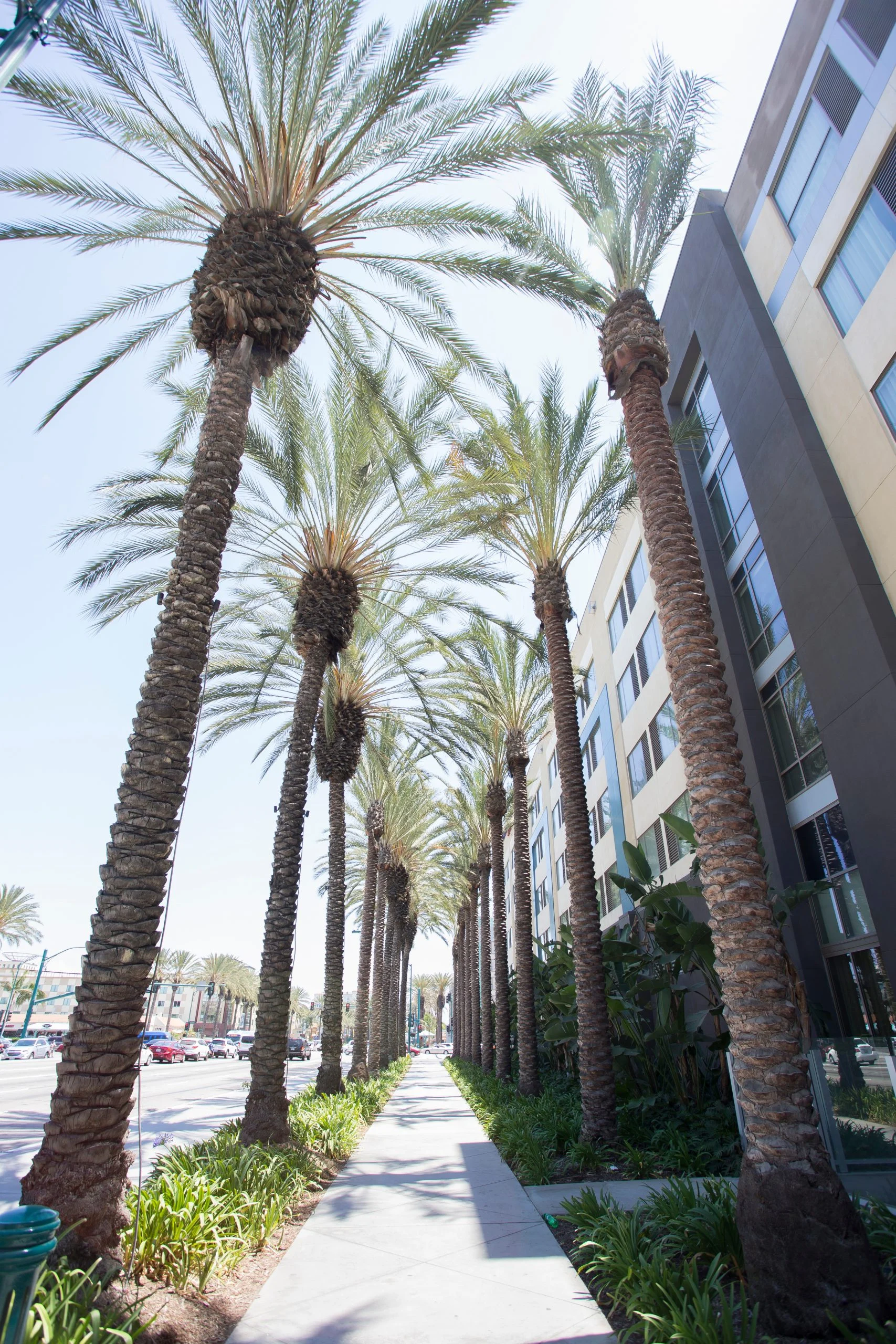 Anaheim Market Image